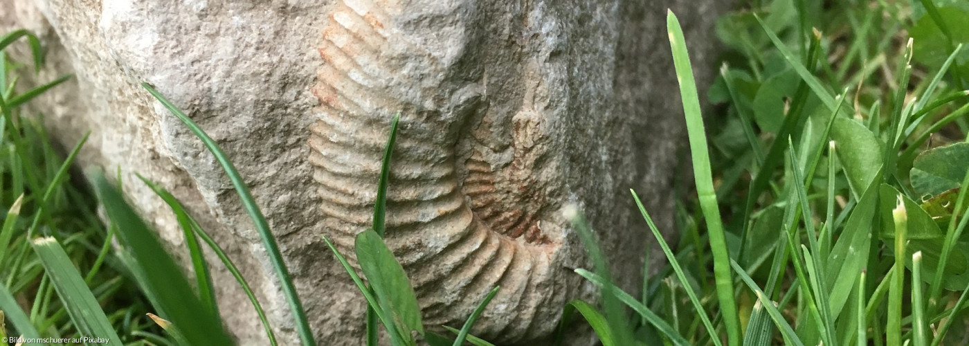 Stein mit Fossilien